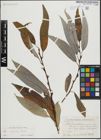 Foto von Salix lasiandra Benth.